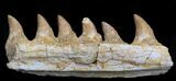 Halisaurus (Mosasaur) Jaw Section With Teeth #35031-1